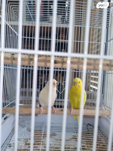 תמונת מודעה - חיות מחמד