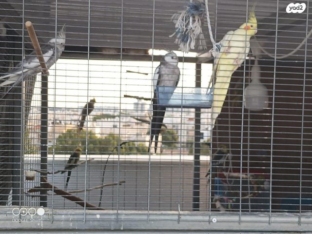 תמונת מודעה - חיות מחמד