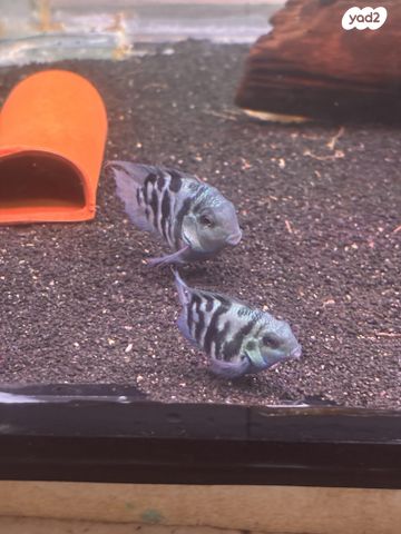 תמונת מודעה - חיות מחמד