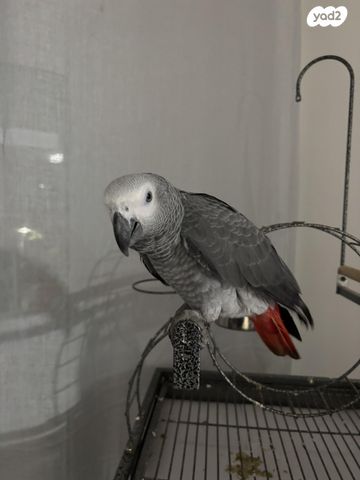 תמונת מודעה - חיות מחמד