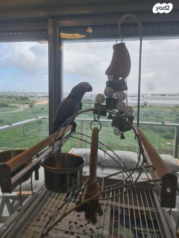 תמונת מודעה - חיות מחמד