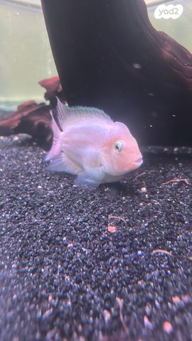 תמונת מודעה - חיות מחמד