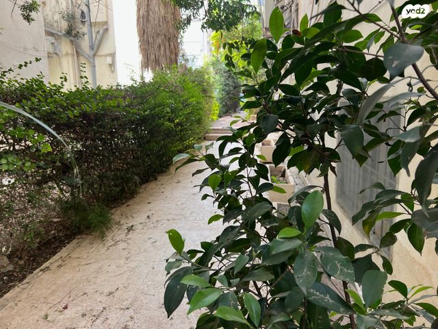 שלומציון המלכה 