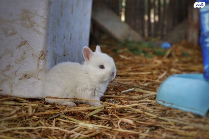 תמונת מודעה - חיות מחמד