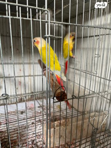 תמונת מודעה - חיות מחמד