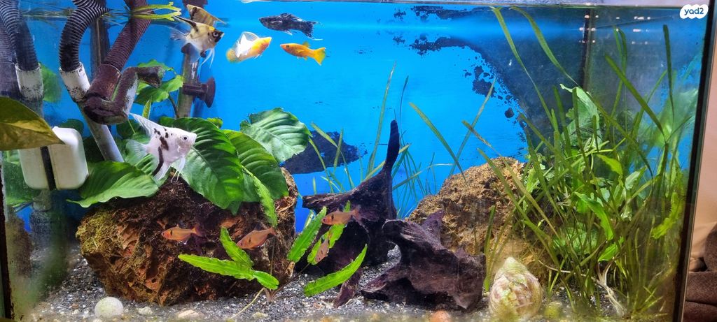 תמונת מודעה - חיות מחמד