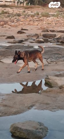 תמונת מודעה - חיות מחמד