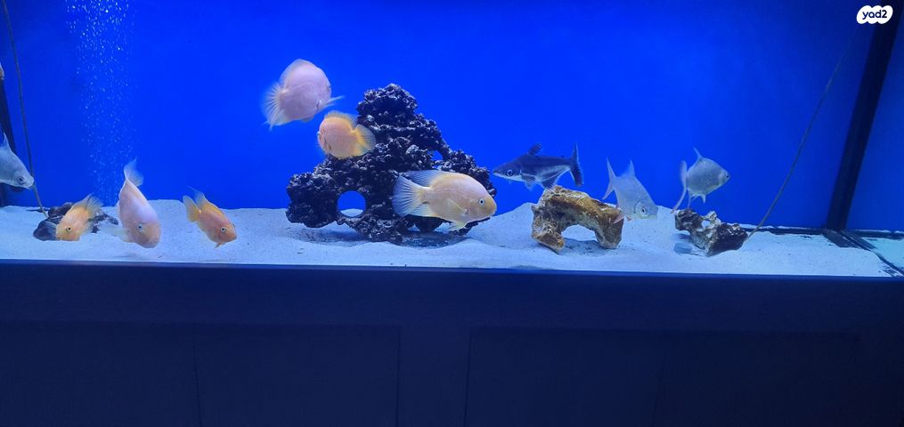 תמונת מודעה - חיות מחמד