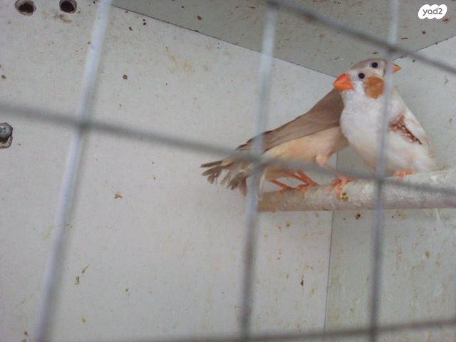 תמונת מודעה - חיות מחמד