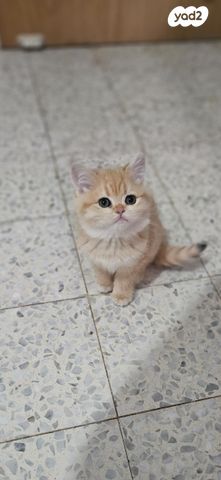 תמונת מודעה - חיות מחמד