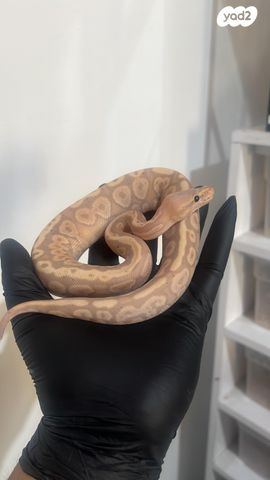 תמונת מודעה - חיות מחמד