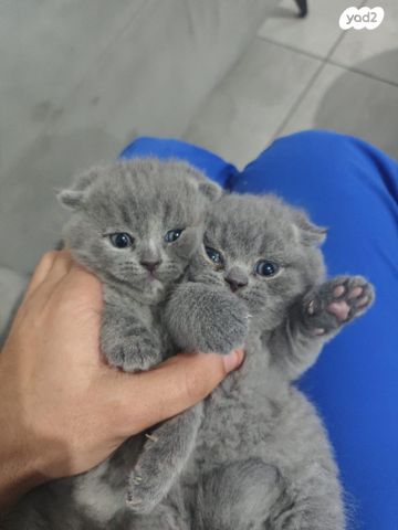 תמונת מודעה - חיות מחמד