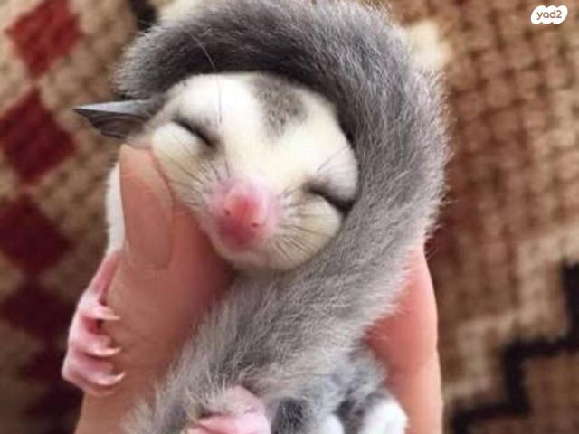 תמונת מודעה - חיות מחמד