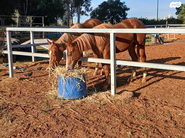 תמונת מודעה - חיות מחמד