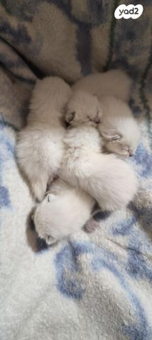 תמונת מודעה - חיות מחמד