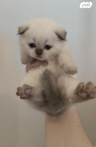 תמונת מודעה - חיות מחמד