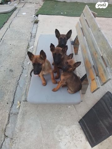 תמונת מודעה - חיות מחמד