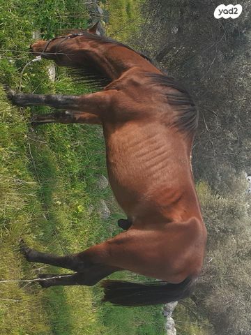 תמונת מודעה - חיות מחמד