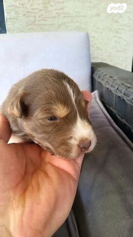 תמונת מודעה - חיות מחמד