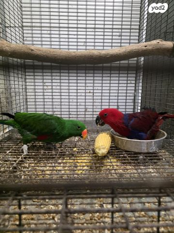 תמונת מודעה - חיות מחמד