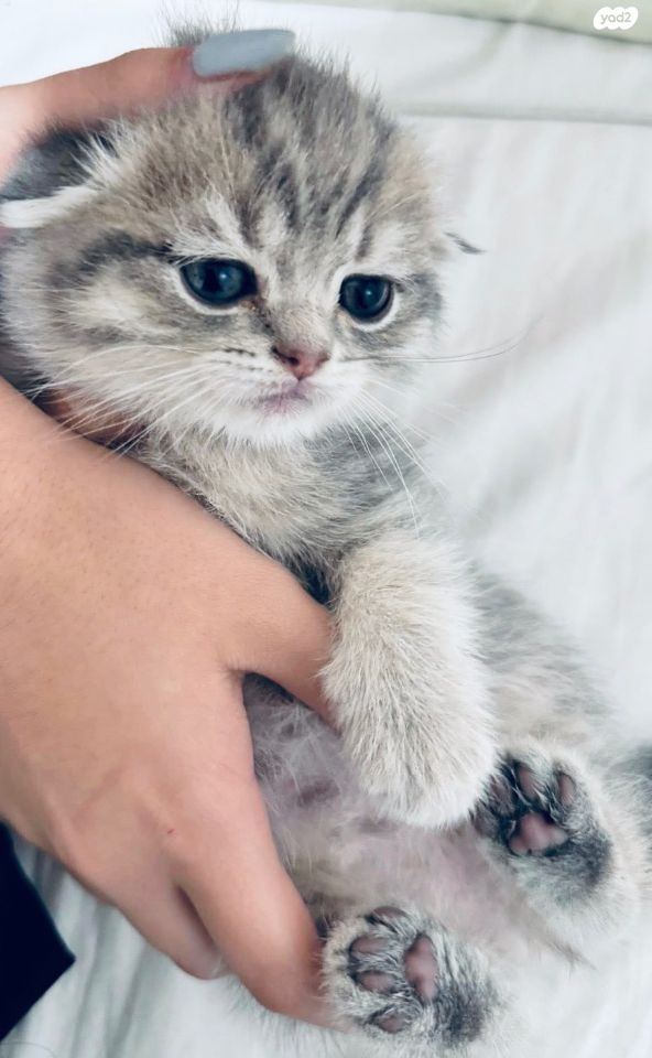 תמונת מודעה - חיות מחמד