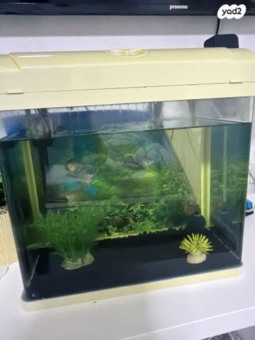 תמונת מודעה - חיות מחמד