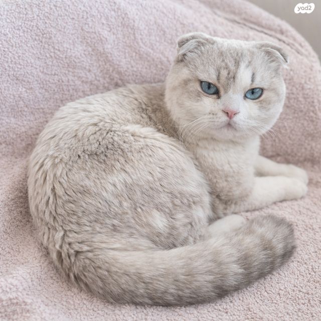 תמונת מודעה - חיות מחמד