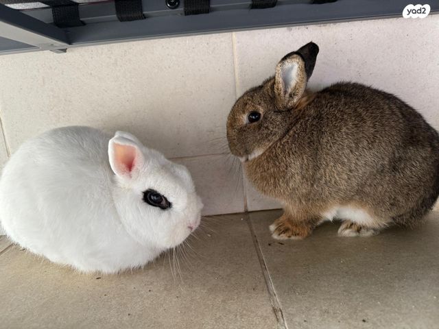 תמונת מודעה - חיות מחמד