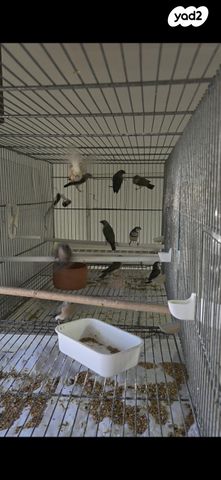 תמונת מודעה - חיות מחמד