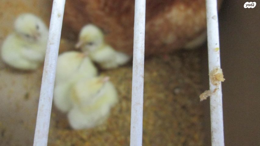 תמונת מודעה - חיות מחמד