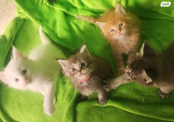 תמונת מודעה - חיות מחמד