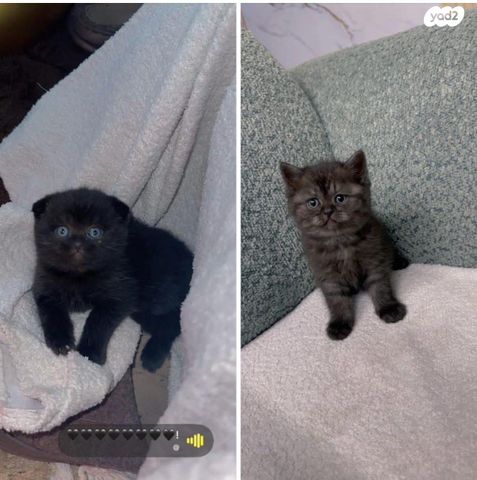 תמונת מודעה - חיות מחמד