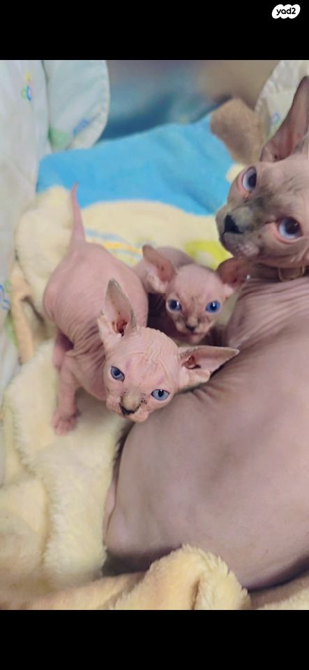 תמונת מודעה - חיות מחמד