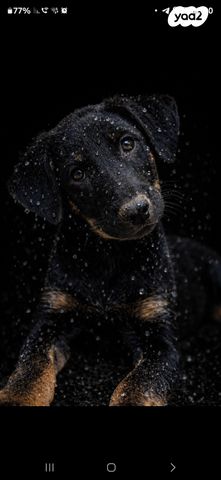 תמונת מודעה - חיות מחמד