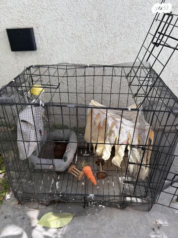 תמונת מודעה - חיות מחמד