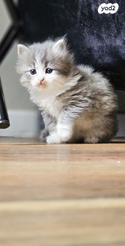 תמונת מודעה - חיות מחמד