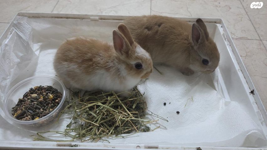 תמונת מודעה - חיות מחמד