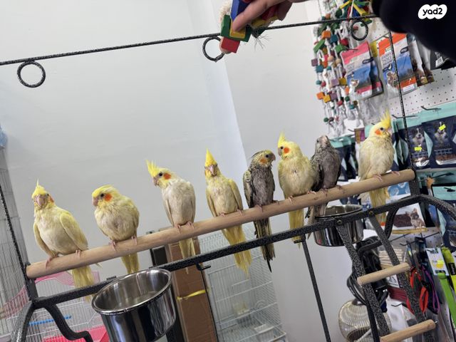 תמונת מודעה - חיות מחמד