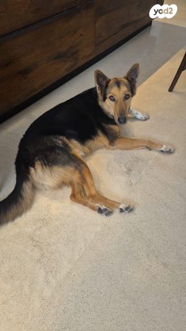 תמונת מודעה - חיות מחמד