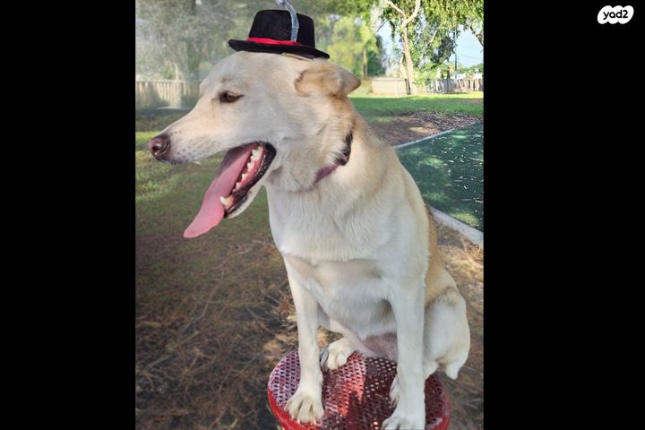 תמונת מודעה - חיות מחמד