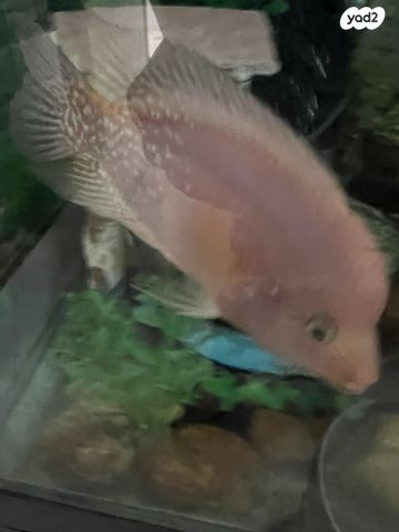 תמונת מודעה - חיות מחמד