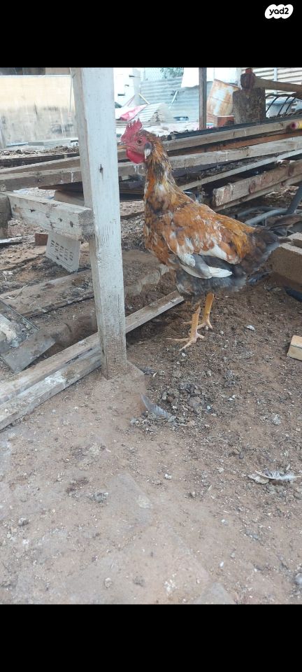 תמונת מודעה - חיות מחמד