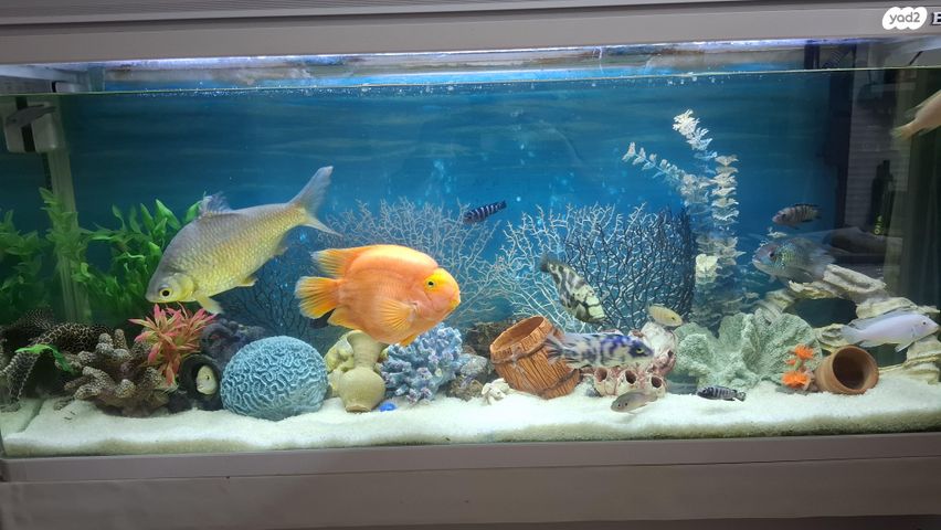 תמונת מודעה - חיות מחמד