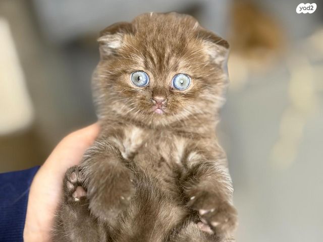 תמונת מודעה - חיות מחמד