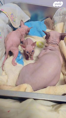 תמונת מודעה - חיות מחמד