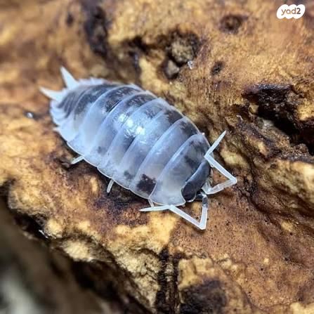 תמונת מודעה - חיות מחמד