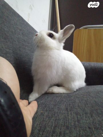 תמונת מודעה - חיות מחמד