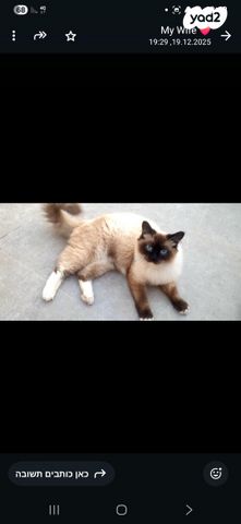 תמונת מודעה - חיות מחמד