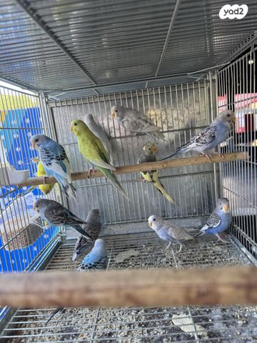 תמונת מודעה - חיות מחמד