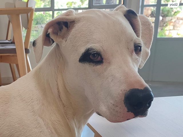 תמונת מודעה - חיות מחמד